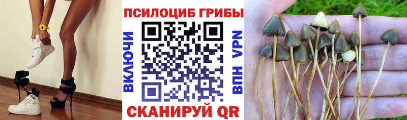 где продают наркотики  Семёнов  Галлюциногенные грибы Psilocybine cubensis 